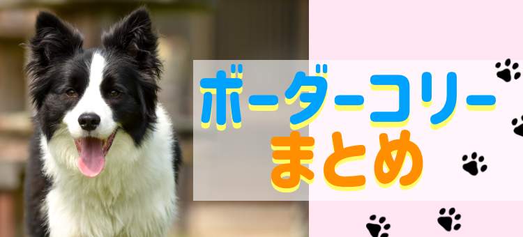 賢いボーダーコリー!